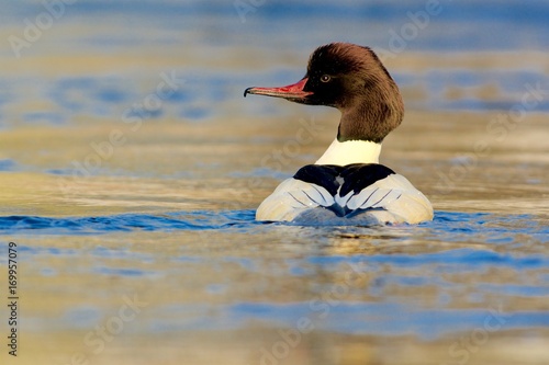 Mergus merganser, Bird in Sweden