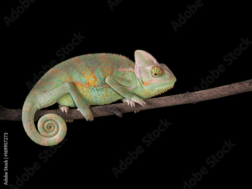Chameleon on a branch with a spiral tail. Green scales