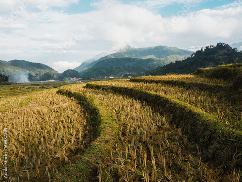 Reisfelder in Sapa, Vietnam