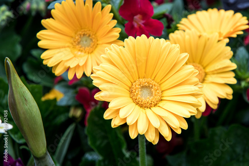 Yellow Gerbera Daisy