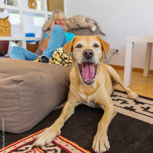 labrador retriever lies on a seating furniture with a phoning woman in background