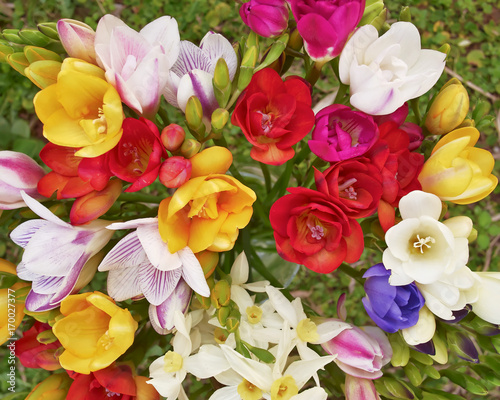 colorful freesia flowers bunch top view, natural background