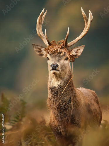 Isolated young red deer stag with a crown during the rutting season in autumn