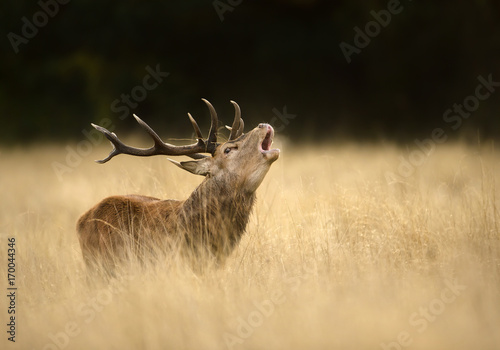 Red deer stag roaring during the rut in autumn, UK