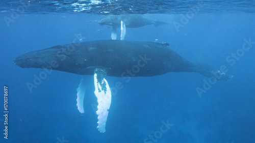 Humpback whale (Megaptera novaeangliae), Silver Bank, Dominican Republic, Atlantic Ocean