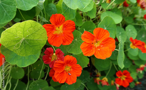 Orange flowers