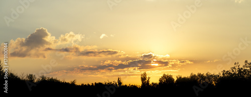 Panorama of the yellow sky at sunset over the silhouettes of trees