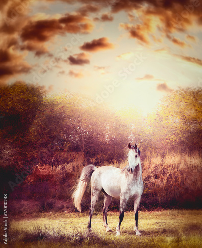 Gray arabian horse at autumn nature backhround