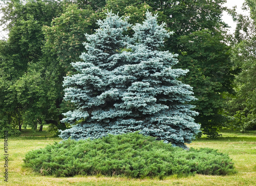 Two trees of blue spruce in the Botanical garden