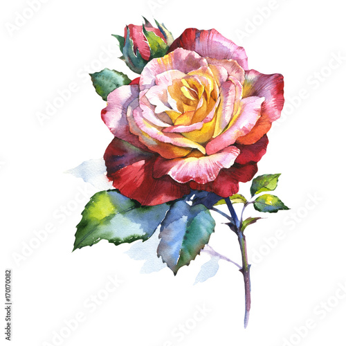 Wildflower rose flower in a watercolor style isolated. Full name of the plant: rosa. Aquarelle wild flower for background, texture, wrapper pattern, frame or border.