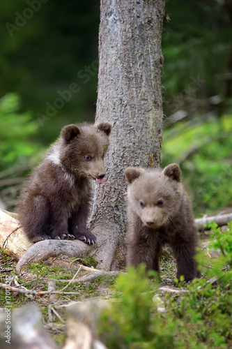 Young brown bear in the forest