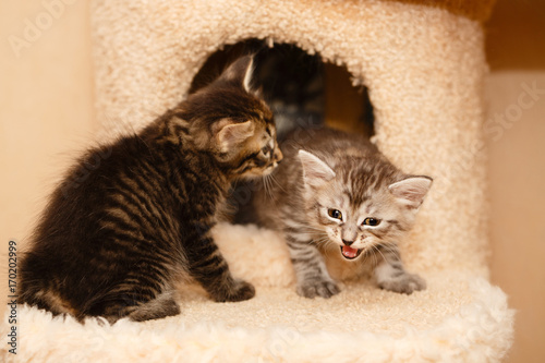 Two cute little kittens