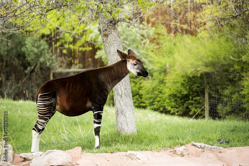 Single Okapi standing by the tree