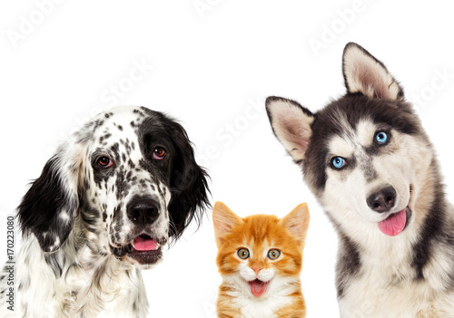 portrait set of pets
