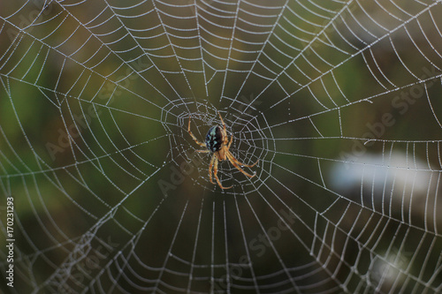 web in the morning mist