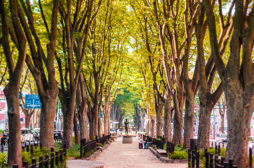  Japanese elm tree-Zelkova at Jozenji Street, Sendai, Japan