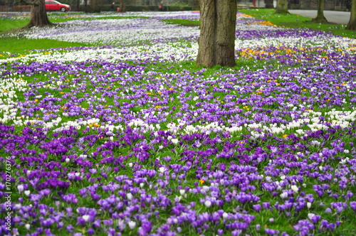 Blue and white flowers on park