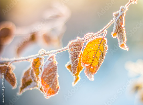 yellow leaves on branch of apple-tree are covered with first snow Winter in garden