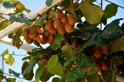 Kiwis (Actinidia)