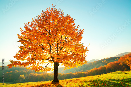 Majestic beech tree with sunny beams