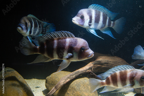 Frontosa Cichlid. Endemic Cichlid from Lake Tanganyika. They are Shoaling Fish