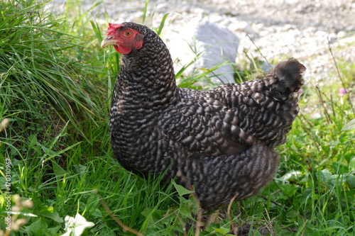 Grausperber Huhn in Freilandhaltung