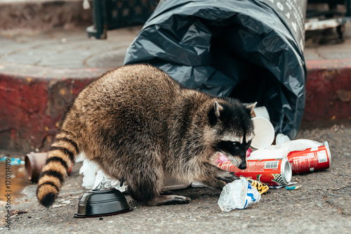 wild racoon looking for food