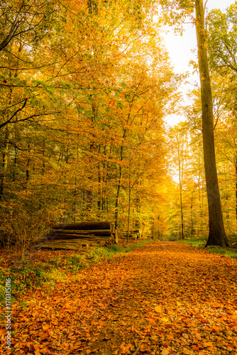 Pathway through beautiful autumn forest scene