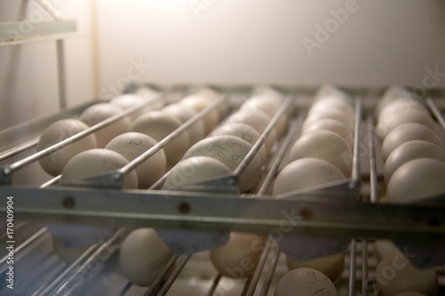 eggs in the hatchery