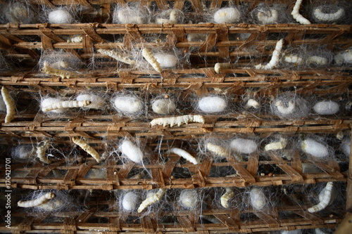 Silkworm farm with cocoons