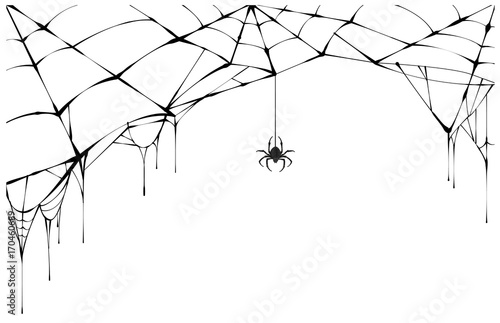 Black spider and torn web. Scary spiderweb of halloween symbol