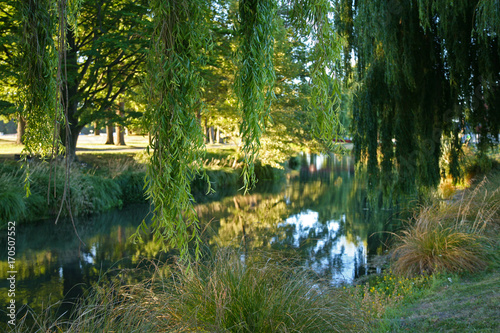 On the banks of the River Avon in summer - Green and lush scenes besides Hagley Park, in Christchurch, New Zealand 