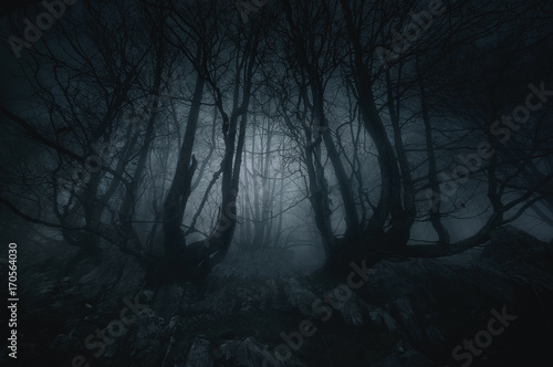 nightmare forest with creepy trees