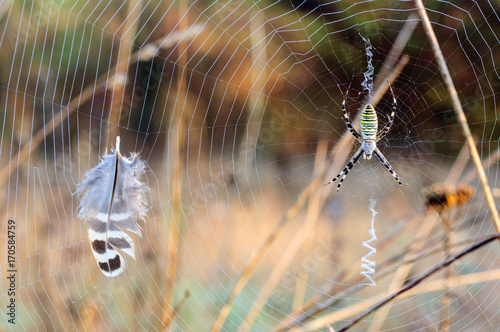 Ragno Argiope