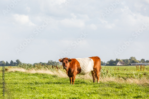 A belted cow cow in a beautiful green meadow in a Dutch polder landscape