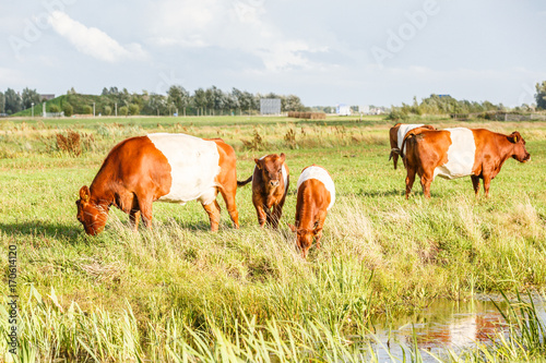 A herd belted cow cows in a beautiful green meadow in a Dutch polder landscape