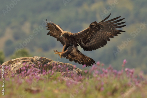 Golden eagle fly