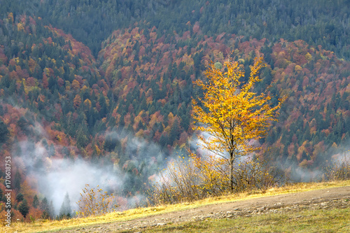 Lonely bright yellow tree against the background of a colorful autumn forest