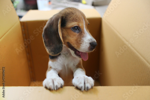 Puppy in the box.