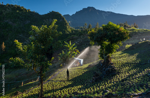Agriculture on La Reunion