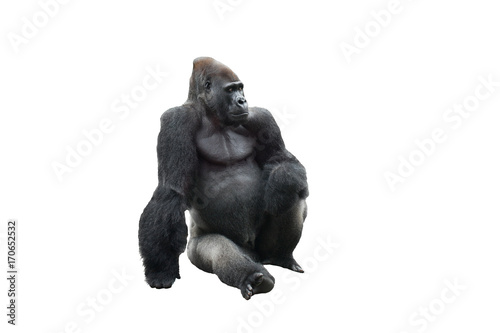 Sitting gorilla isolated on white background