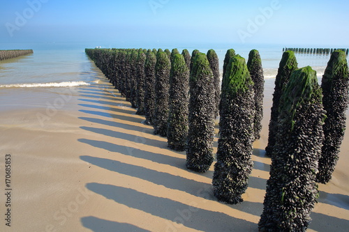 Mussels cultivated on poles (bouchots) on the beach near Cap Gris Nez, Cote d'Opale, Pas de Calais, Hauts de France, France