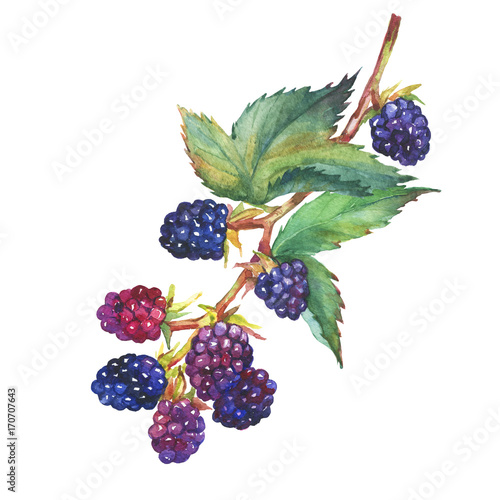 A branch with blackberry fruit (Rubus genus, black berries, garden blackberry) realistic botanical illustration. Watercolor hand drawn painting illustration, isolated on white background.