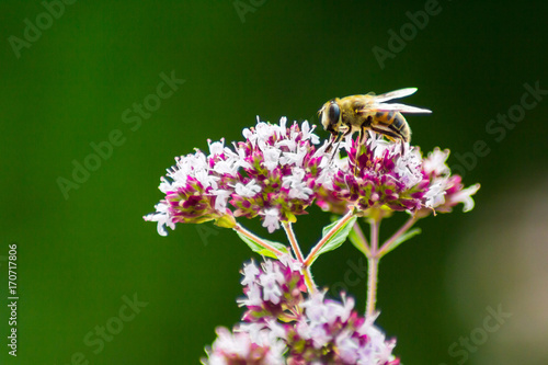 Biene auf Blüte II