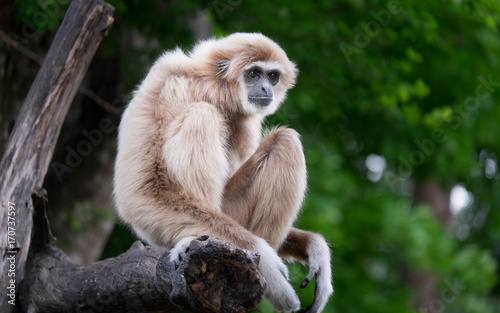 The gibbon waiting something