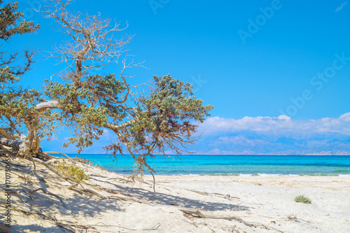 Chrissi island beach background with juniper tree
