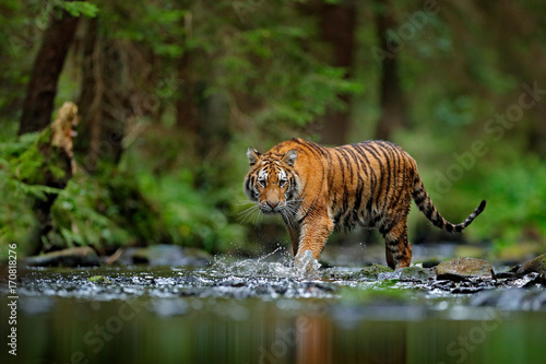 Amur tiger walking in river water. Danger animal, tajga, Russia. Animal in green forest stream. Grey stone, river droplet. Siberian tiger splash water. Tiger wildlife scene, wild cat, nature habitat.