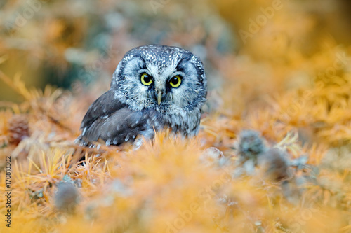 Owl hidden in the orange yellow leaves. Bird with big yellow eyes. Autumn bird. Boreal owl in the orange leave autumn forest in central Europe. Detail portrait of bird in the nature habitat, Sweden.