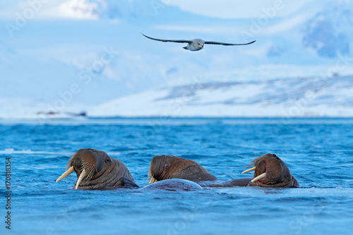 Walrus, Odobenus rosmarus, large flippered marine mammal, in blue water, Svalbard, Norway. Detail portrait of big animal in the ocean.Big animal stick out from sea in habitat. Snowy mountain landscape