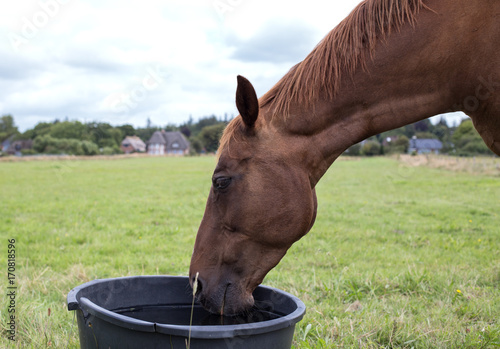 bay horse drinks water